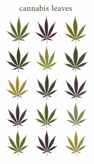 Cannabis Leaves