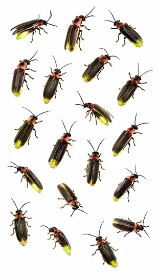 Fireflies
