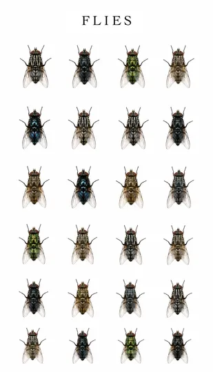 Flies