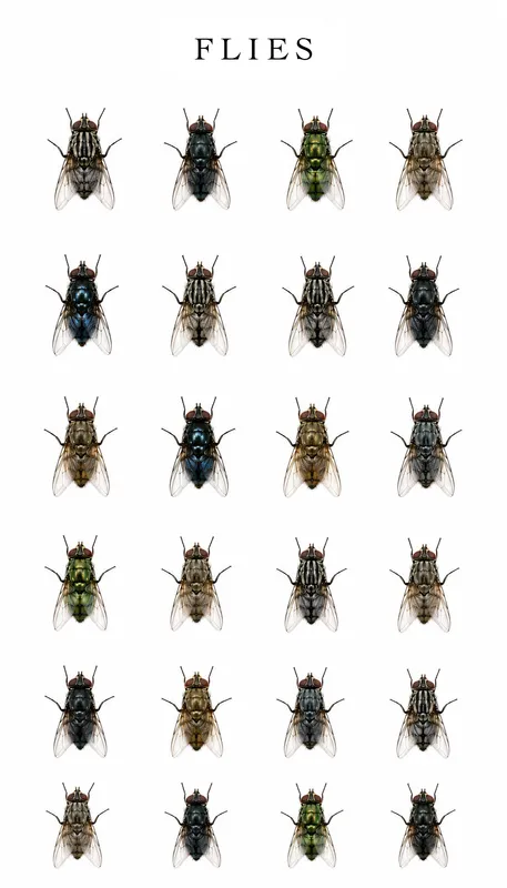 Flies