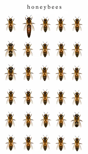 Honeybees