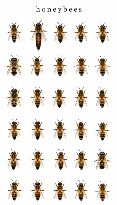 Honeybees