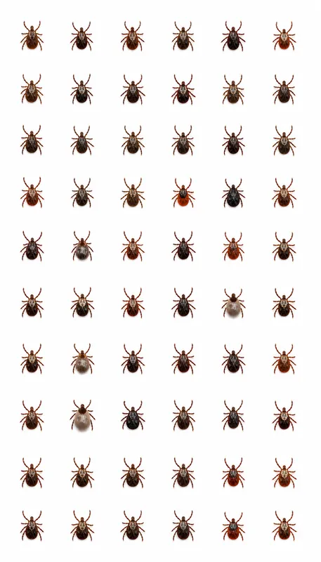 Ticks