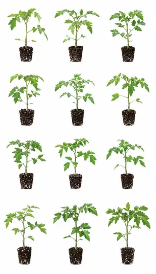 Tomato Starts