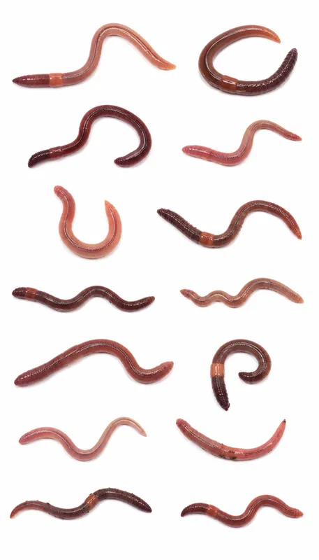 Worms